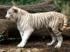 White Bengal Tiger